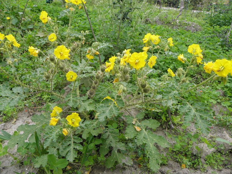 Solanum rostratum