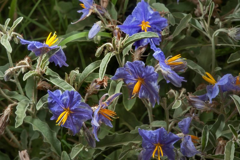 Паслен трехцветковый Solanum