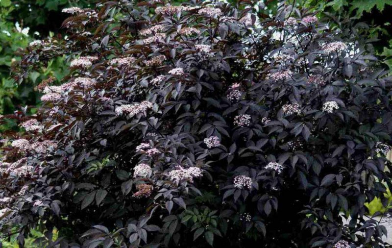 Sambucus nigra (Бузина) Black Lace