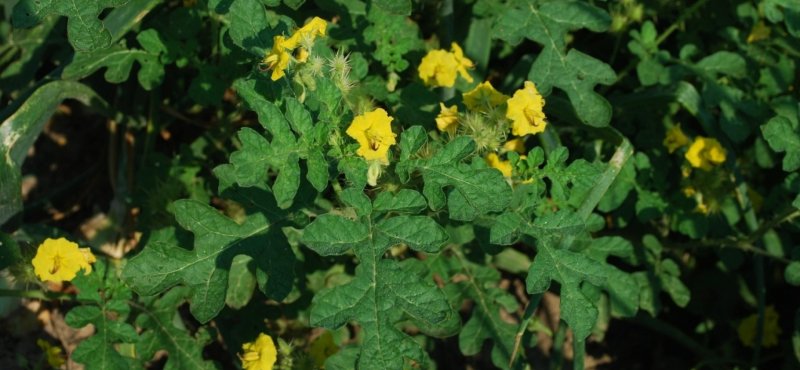 Паслен колючий (Solanum rostratum dun.)