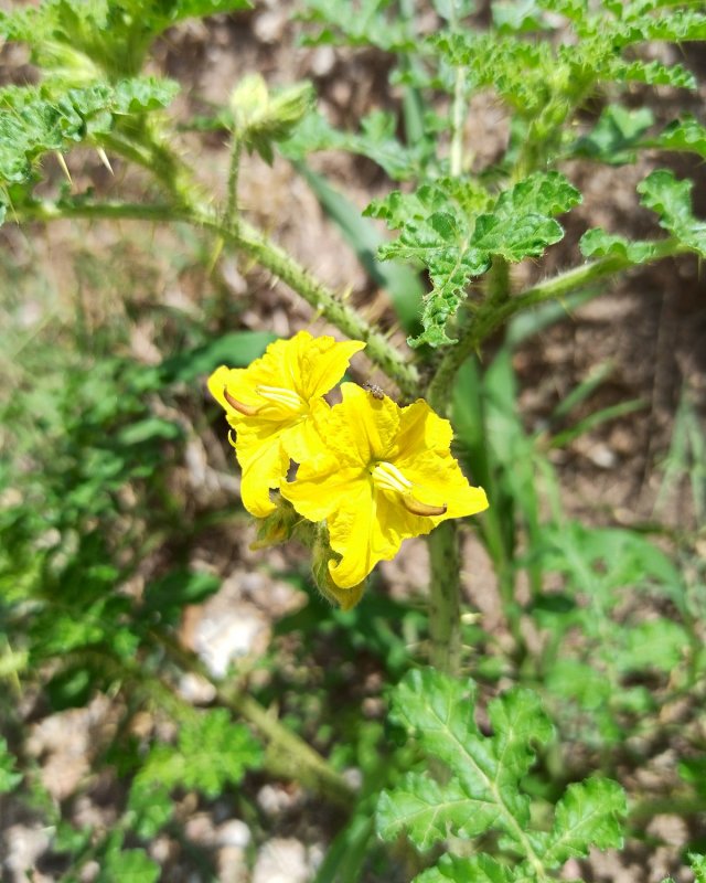 Паслен колючий (Solanum rostratum dun.)