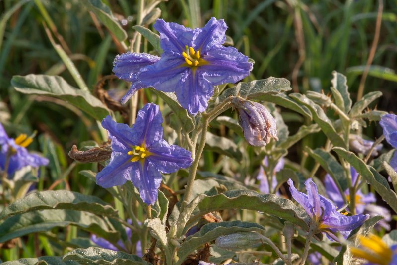 Паслен трехцветковый Solanum triflorum Nutt.