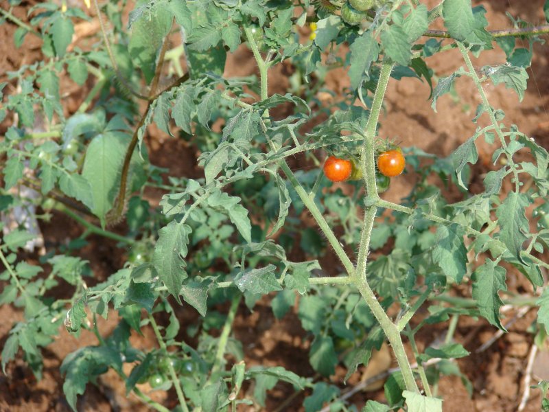 Solanum elaeagnifolium
