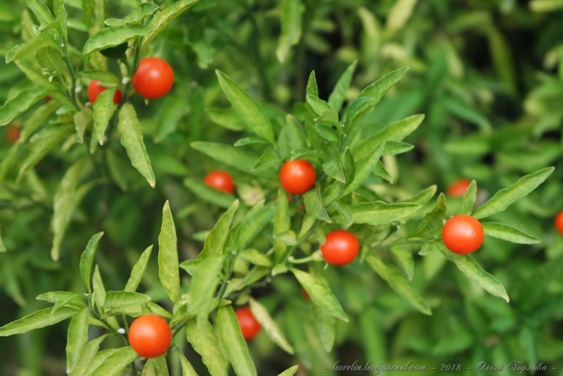 Solanum pseudocapsicum