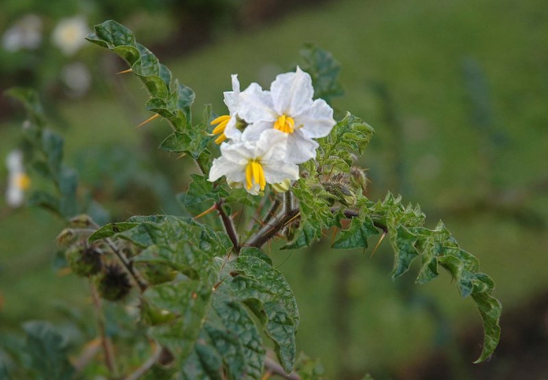 Solanum lycocarpum на русском