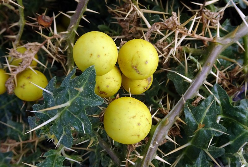 Solanum cornutum