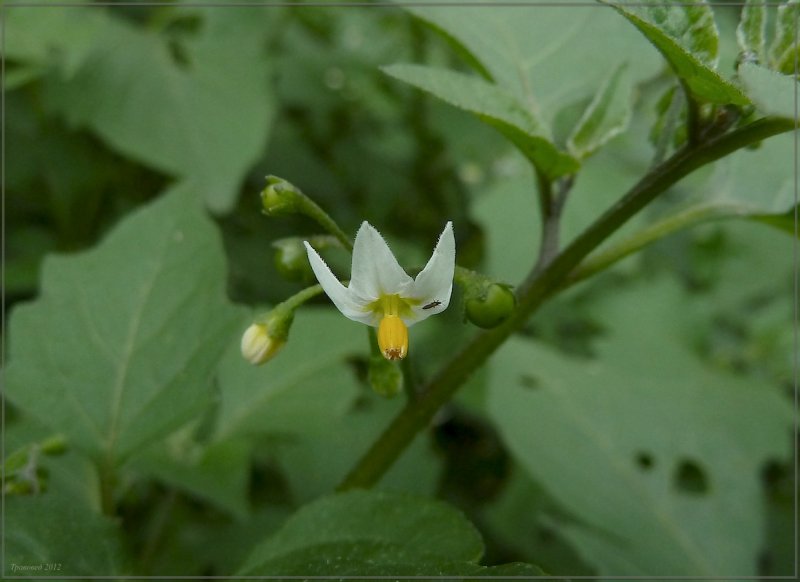 Solanum elaeagnifolium