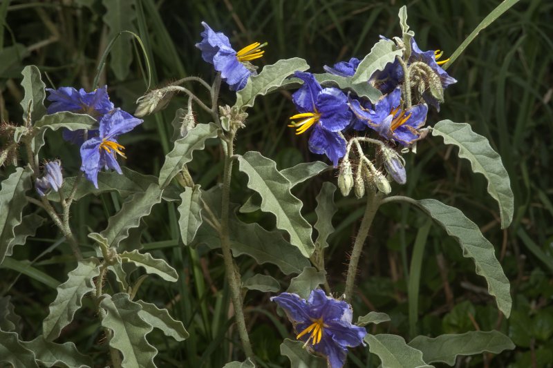 Solanum sisymbriifolium
