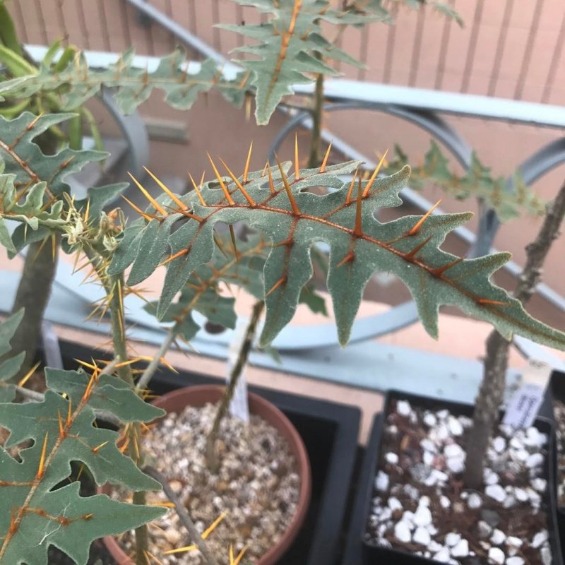 Solanum sarrachoides Википедия