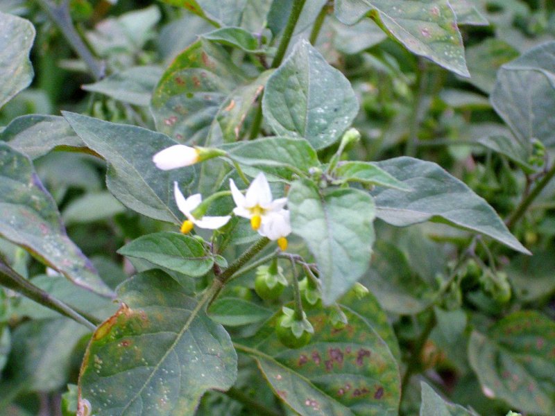 Паслен линейнолистный – Solanum elaeagnifolium Cav.