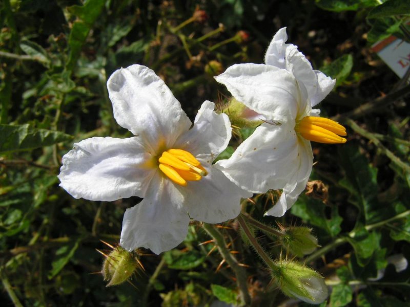 Solanum heterodoxum