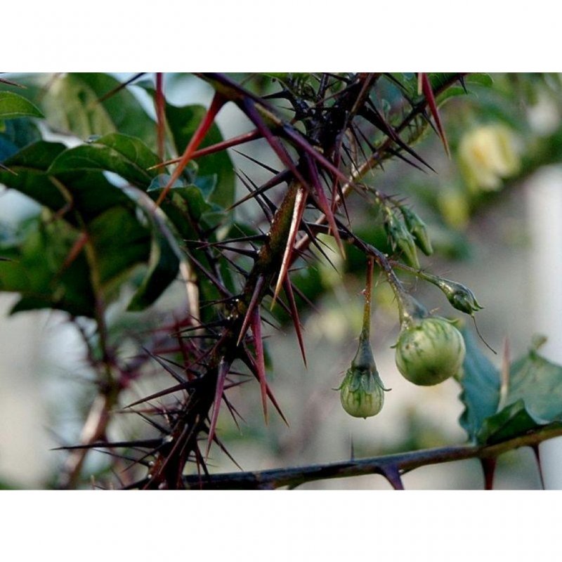 Silver Nightshade