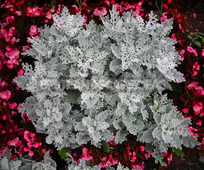 Цинерария Приморская (Senecio cineraria)