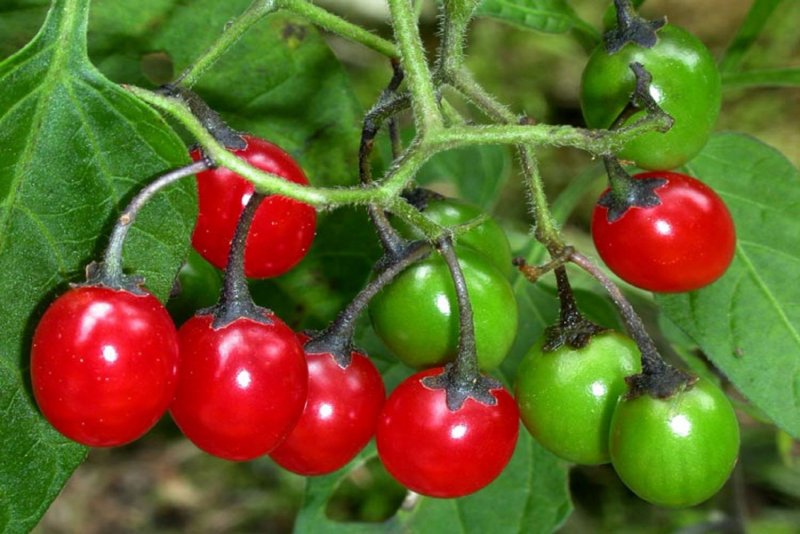 Solanum elaeagnifolium