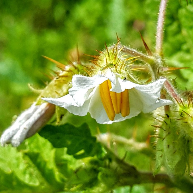 Solanum sisymbriifolium