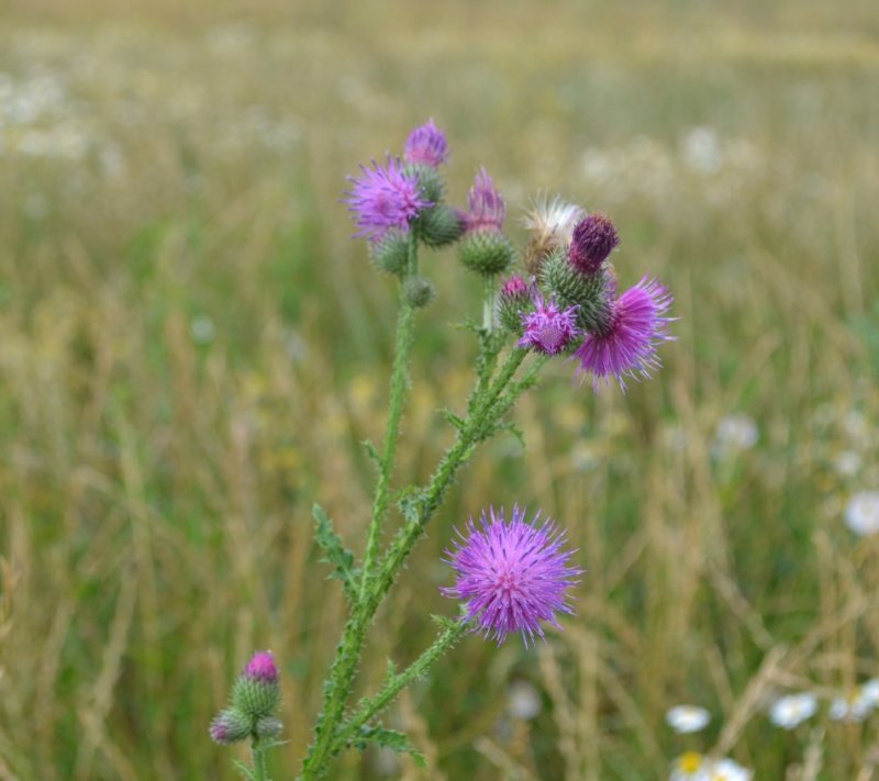 Бодяк полевой (Cirsium arvense)