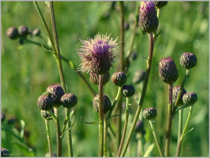 Растение Бодяк огородный (Cirsium oleraceum)