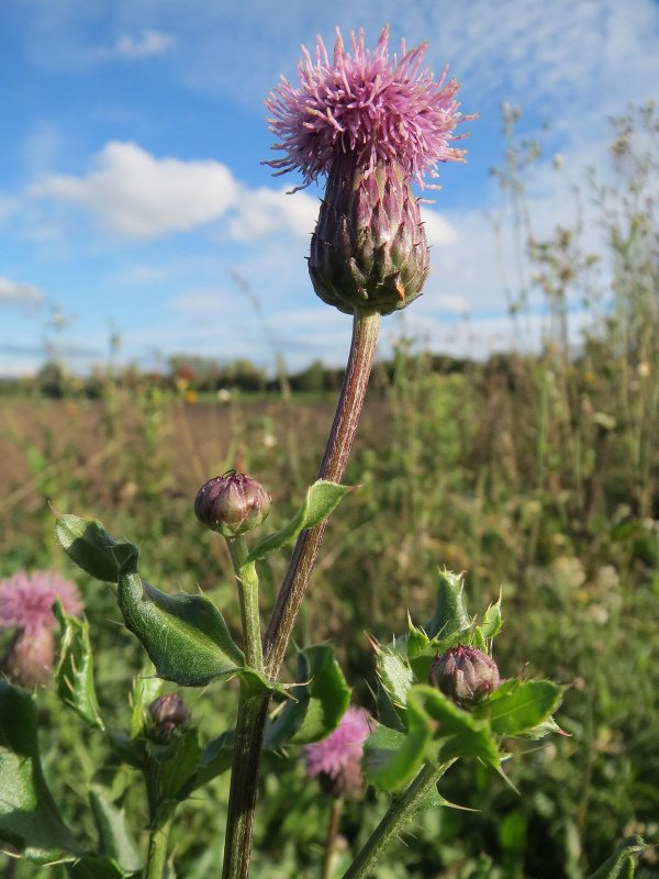 Бодяк полевой (Cirsium arvense SCOP.)