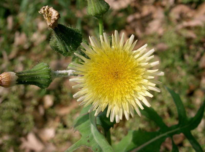 Осот огородный (Sonchus oleraceus)