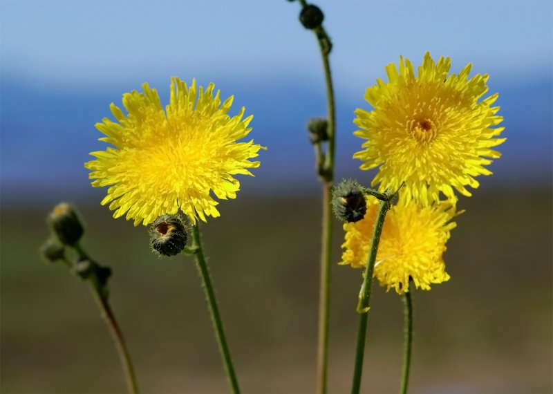 Осот полевой (Sonchus arvensis),