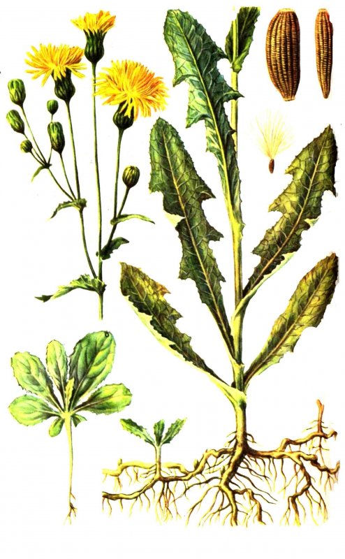 Осот полевой - Sonchus arvensis l.
