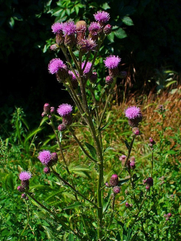 Бодяк щетинистый (Cirsium setosum м. в.)