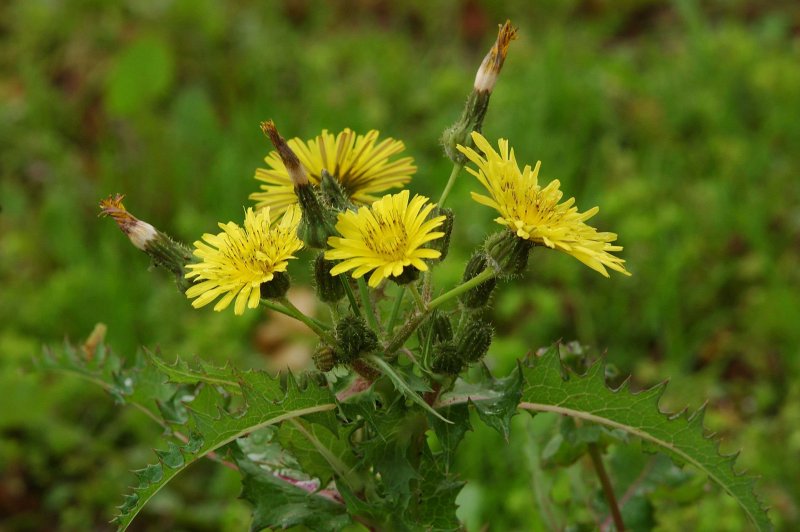 Осот шероховатый (Sonchus Asper l.)