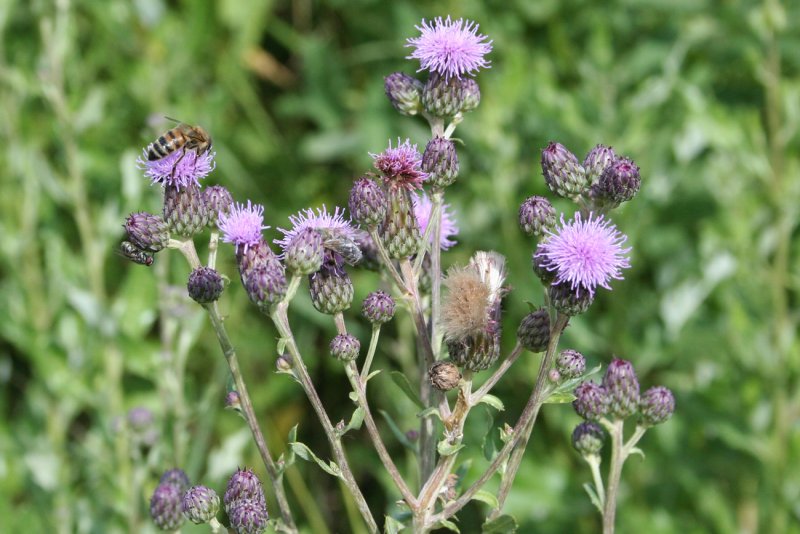 Осот шероховатый (Sonchus Asper l.)