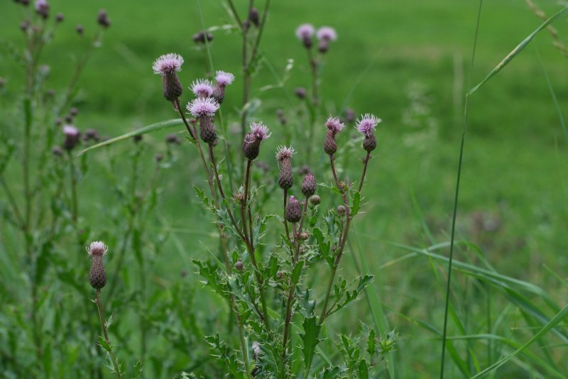 Бодяк полевой (Cirsium arvense)