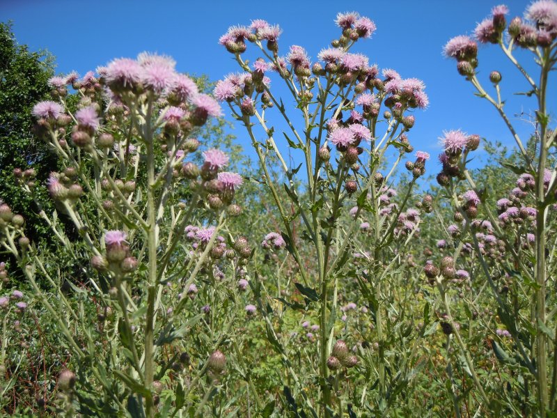 Бодяк полевой Cirsium arvense (l.) SCOP.