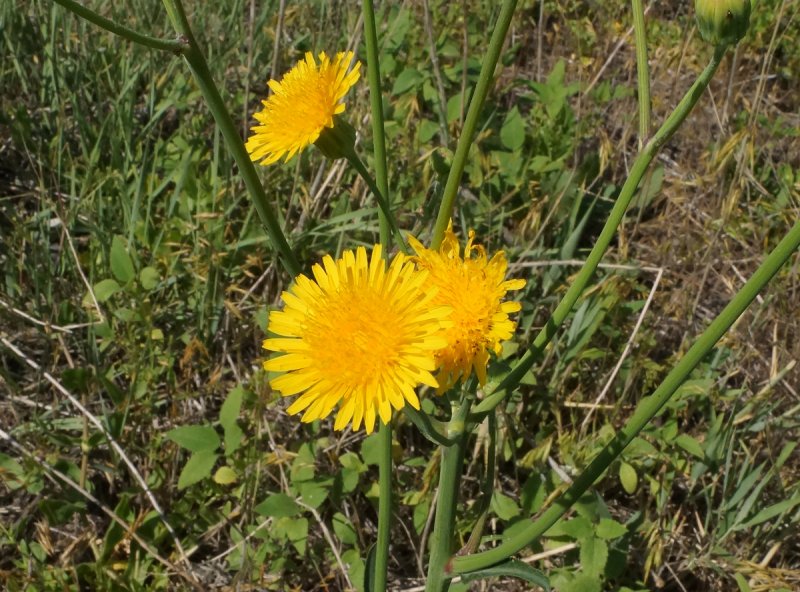 Осот полевой (Sonchus arvensis),