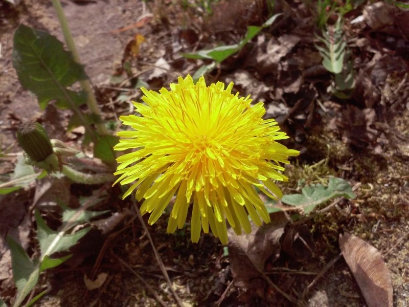 Осот огородный (Sonchus oleraceus l.)