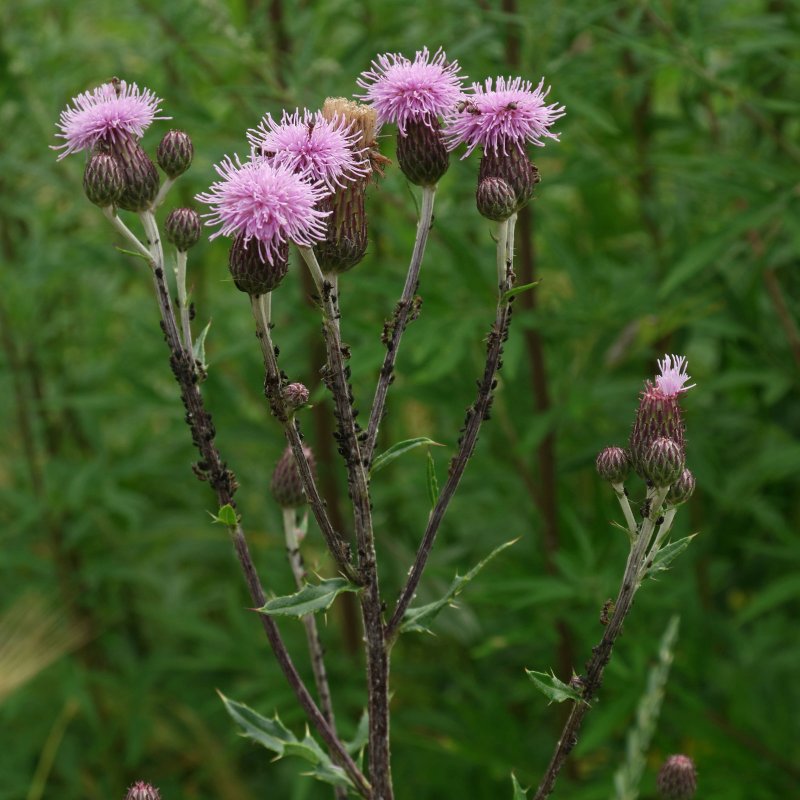 Бодяк полевой (Cirsium arvense)