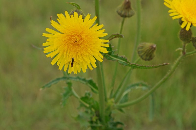 Осот шероховатый (Sonchus Asper l.)