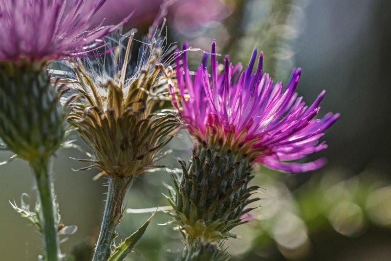 Бодяк обыкновенный (Cirsium vulgare)