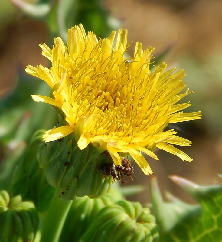 Осот шероховатый (Sonchus Asper l.)