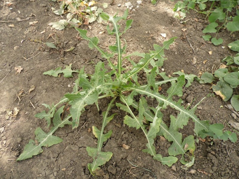 Бодяк полевой (Cirsium arvense)
