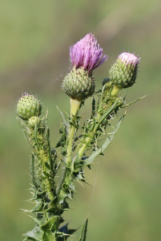 Бодяк полевой (Cirsium arvense)