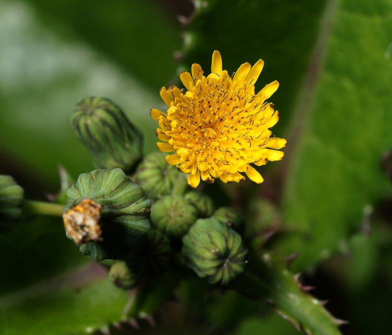 Бодяк полевой (Cirsium arvense)