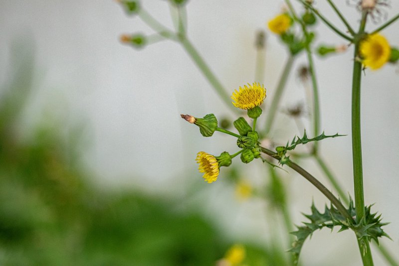 Бодяк щетинистый (Cirsium setosum м. в.)
