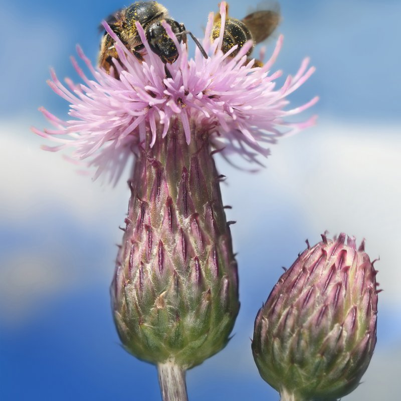 Бодяк щетинистый (Cirsium setosum м. в.)