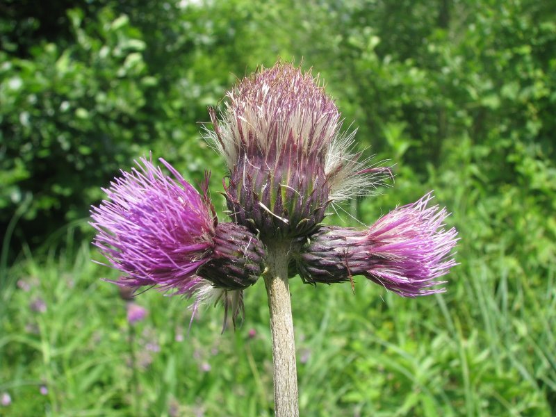 Осот огородный (Sonchus oleraceus)