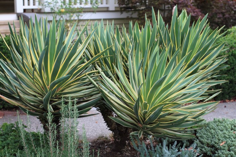 Юкка славная (Yucca Gloriosa)