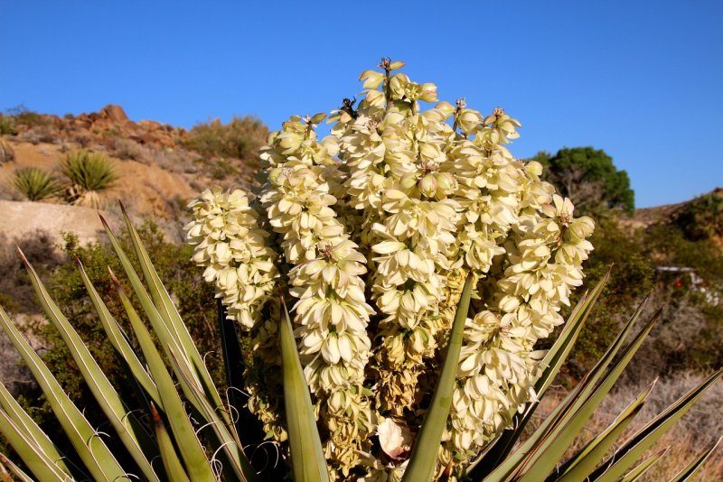 Yucca цветок