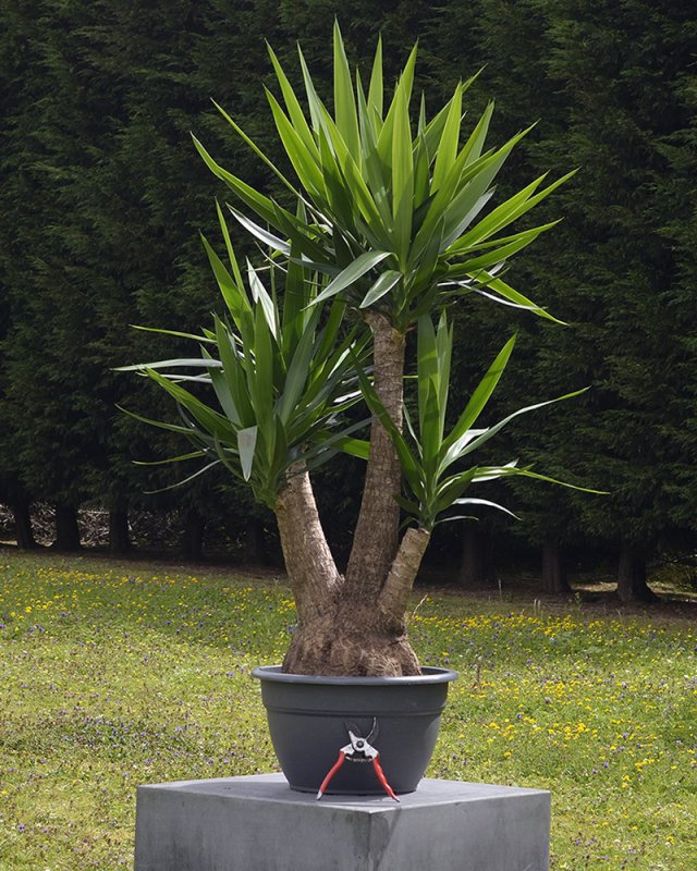 Юкка Yucca ELEPHANTIPES