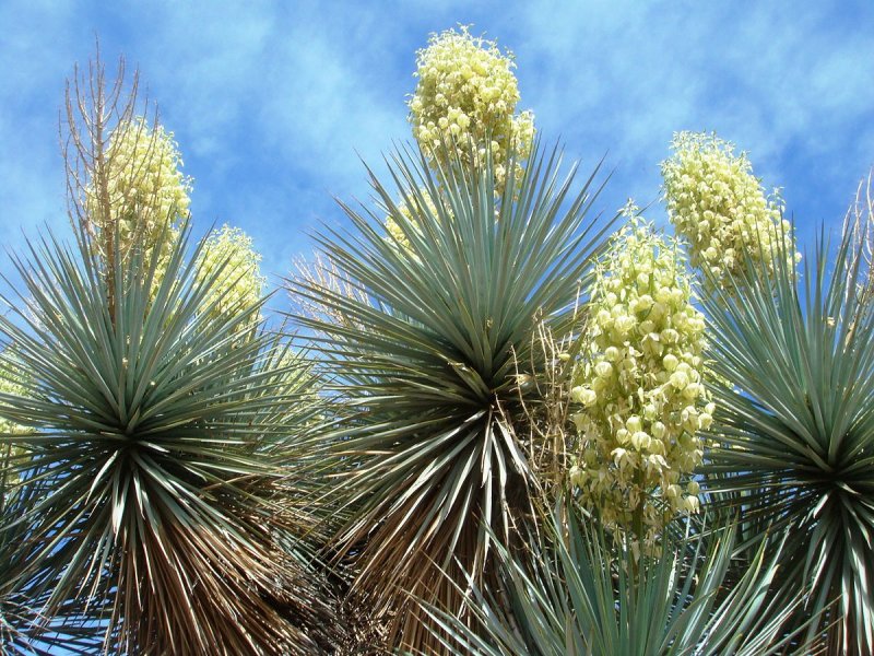 Юкка славная (Yucca Gloriosa)