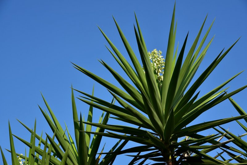 Юкка отвороченнолистная (Yucca recurvifolia)