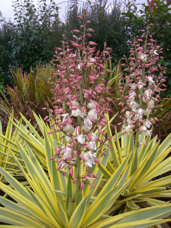Юкка recurvifolia Bright Star