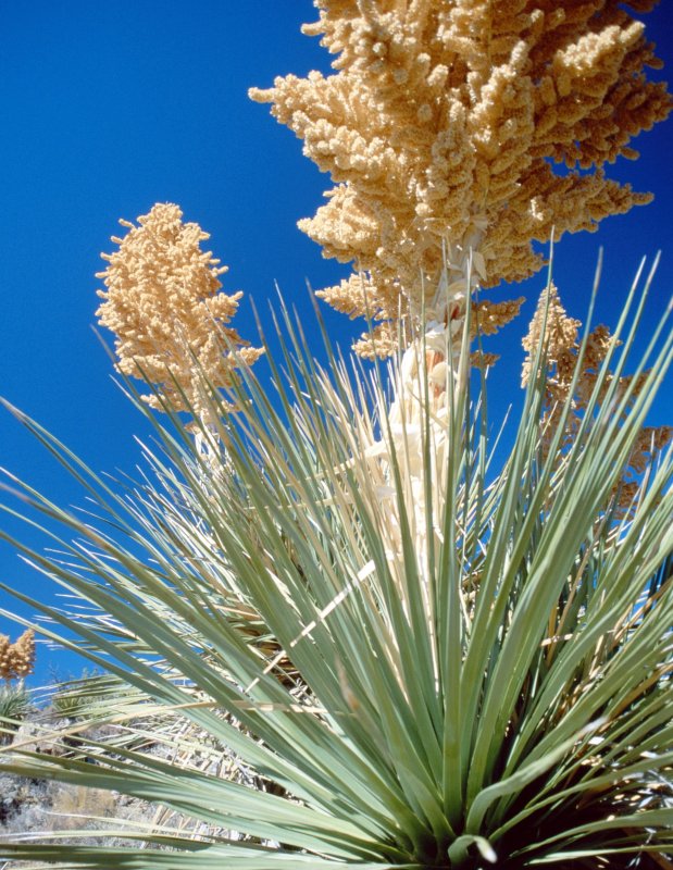 Юкка отвороченнолистная (Yucca recurvifolia)