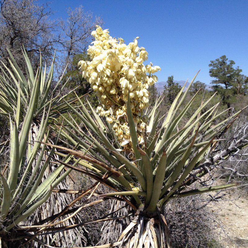 Yucca schidigera